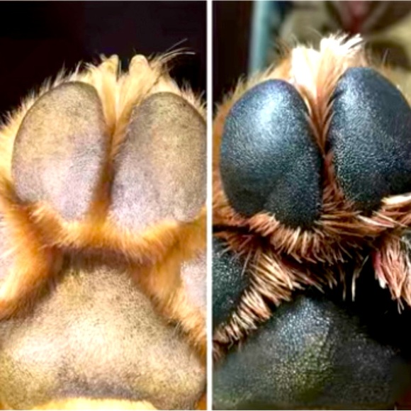 🐶 PROTECT/SOOTHE 🐶 your dog’s 🐾 paws/foot pads— Miracle Healing ❤️‍🩹 balm - Picture 2 of 11